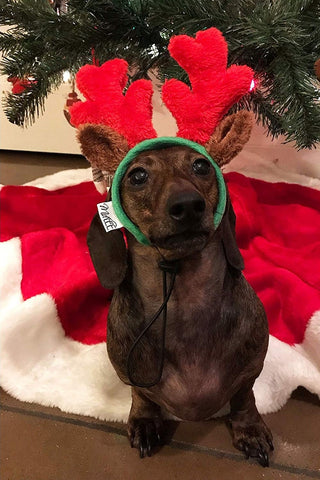 Christmas Reindeer Small Dog Antlers